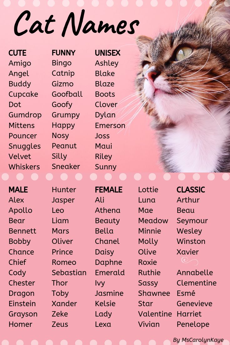 Top 50 mèo cưng - cute name of cats Những cái tên đáng yêu cho mèo của bạn