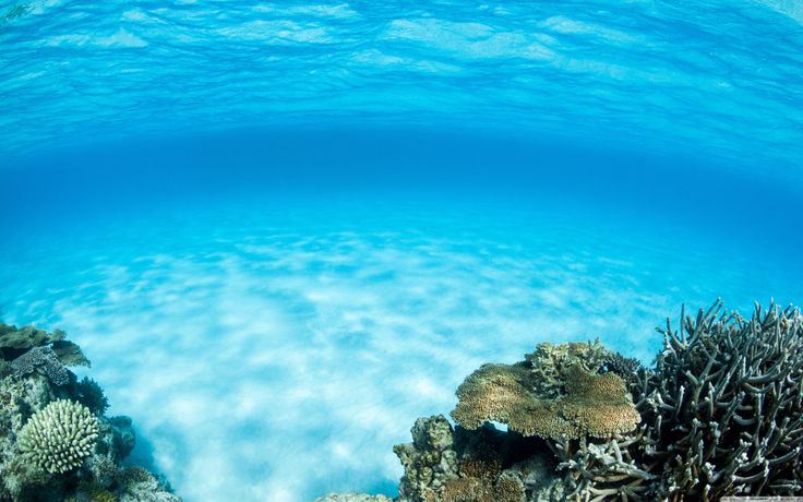 an underwater view of some corals and water