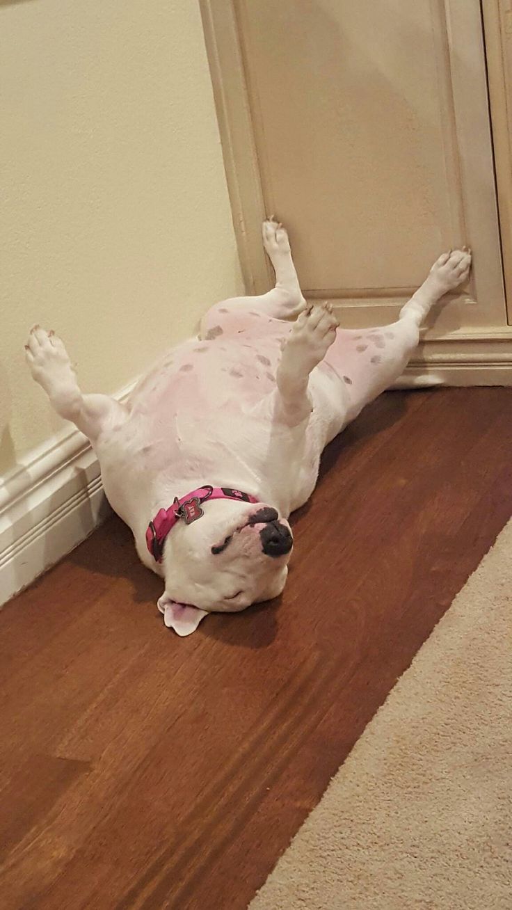 a white dog laying on its back on the floor next to a door and rug