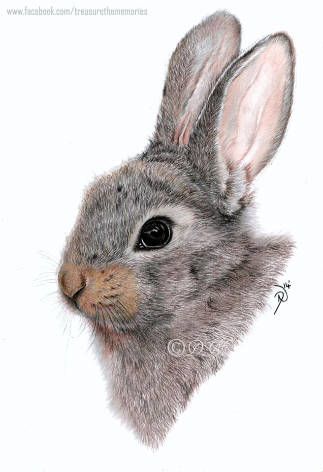 a pencil drawing of a rabbit's face