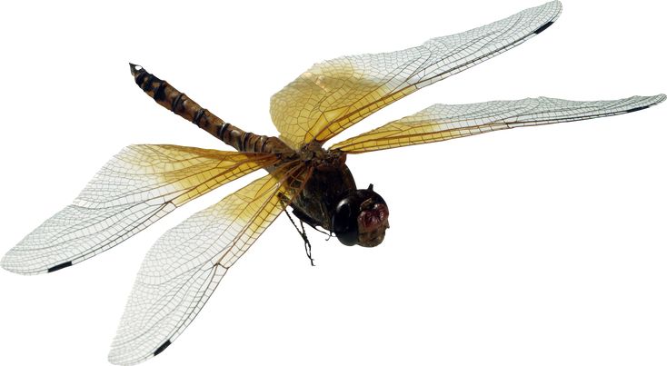 a dragon flys through the air on a white background