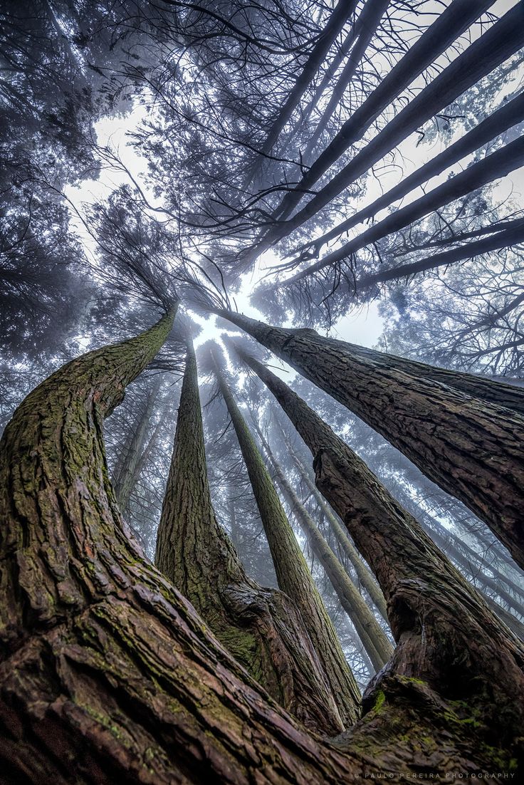 looking up at tall trees in the forest