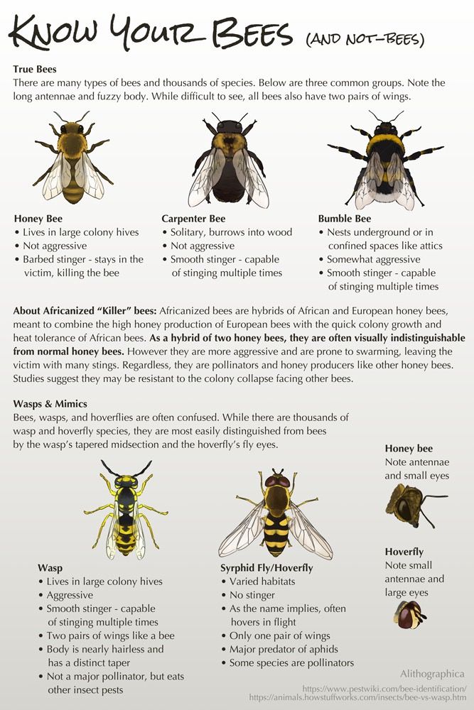 Pin by Amanda Surveski on Science | Bee, Bee facts, Backyard bee