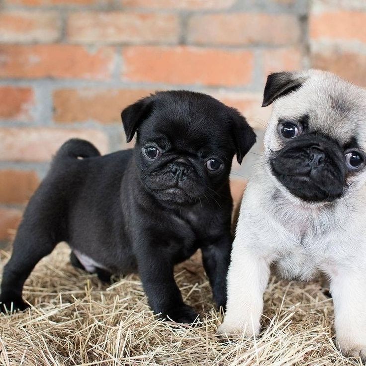 two small pug puppies standing next to each other on some dry grass in front of a brick wall