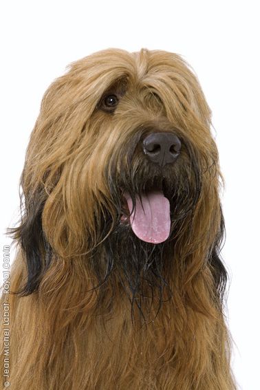 a shaggy brown dog with its tongue out looking at the camera while standing in front of a white background