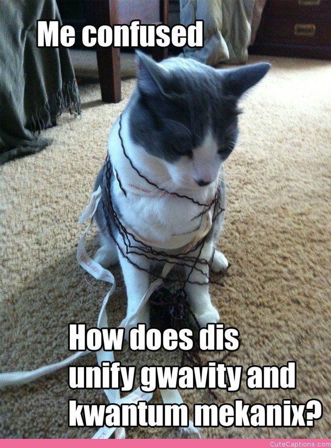 a black and white cat sitting on the floor wearing a chain around it's neck