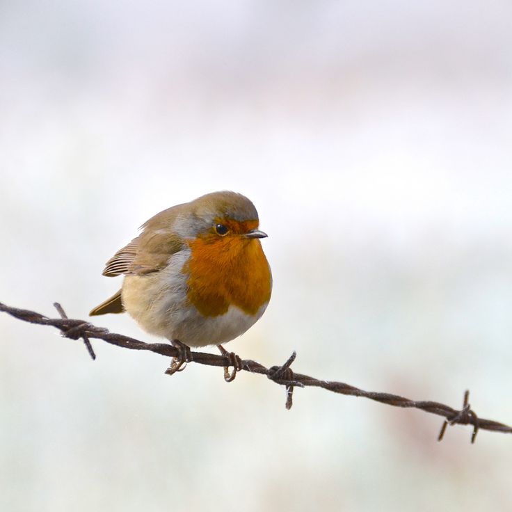 a small bird sitting on top of a barbed wire