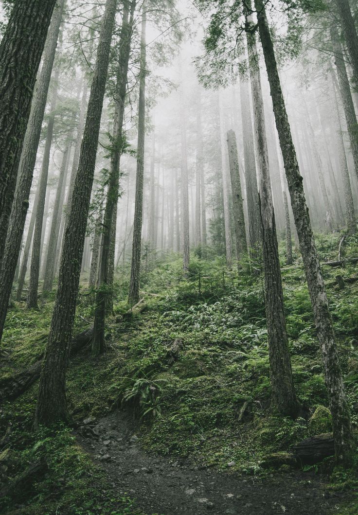 a path in the middle of a forest surrounded by tall trees