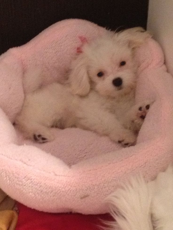 two small white dogs laying in a pink bed