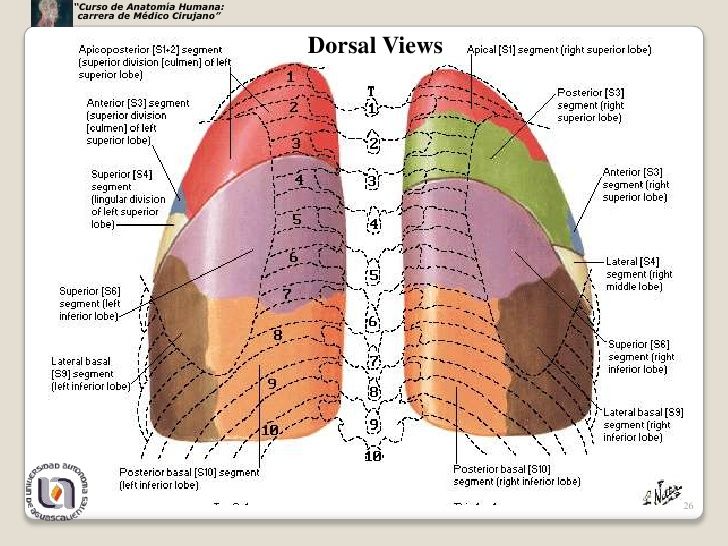 Resultado de imagen para Anatomia de un pulmon | Sistema respiratório ...