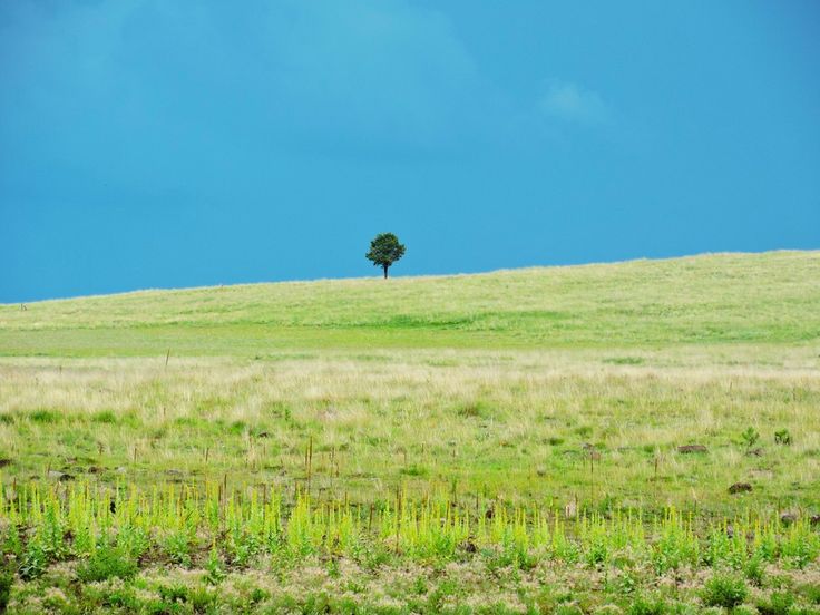 a lone tree in the middle of a grassy field