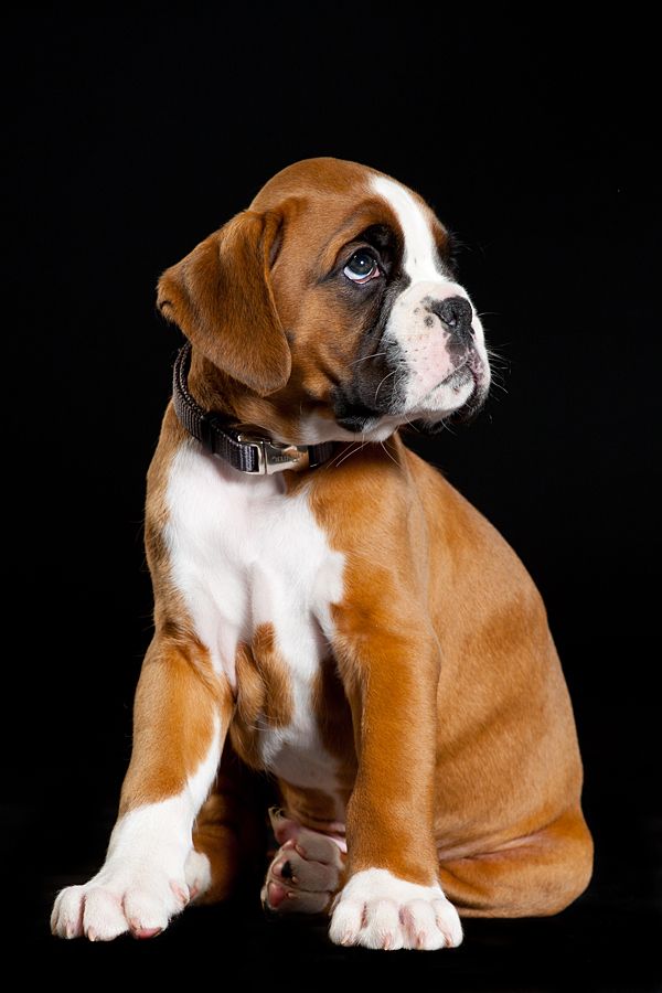 a brown and white dog sitting on top of a black background