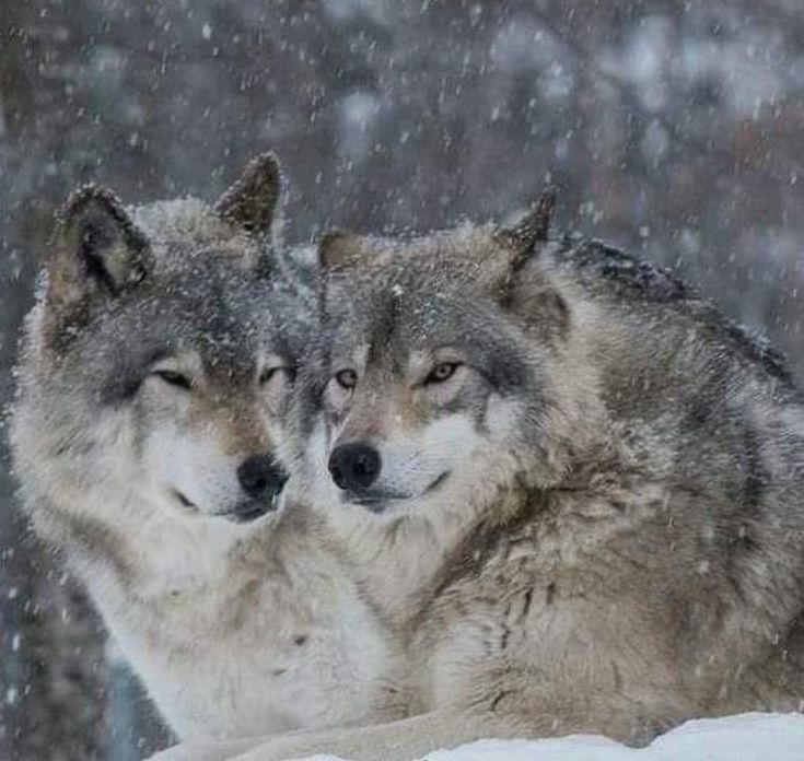 Pin by Betinha on Felinos incríveis. | Wolf dog, Wolf pictures, Wolf photos