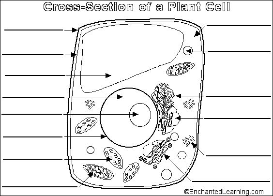 Plant And Animal Cell Organelles Worksheet