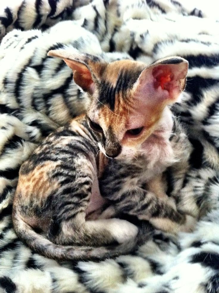 a kitten is curled up in a black and white blanket