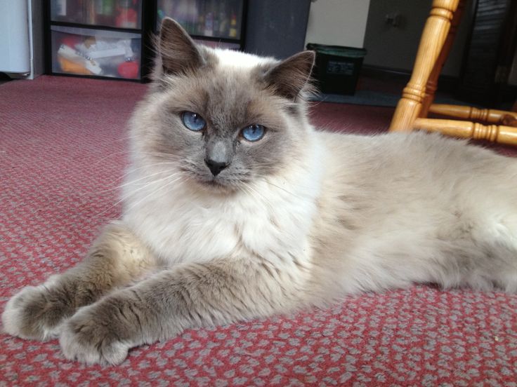 a cat with blue eyes laying on the floor