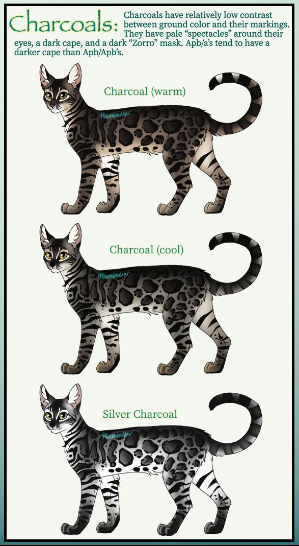 Charcoal Bengals - Bengal Patterns and Colors chart made by Mambastar ...