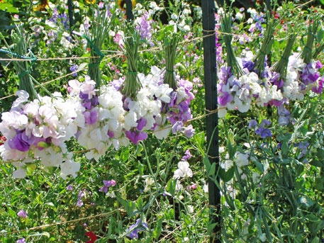 white and purple flowers growing in a garden