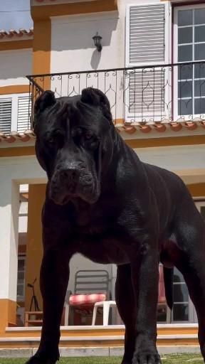 a large black dog standing in front of a house