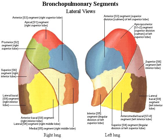 Pin on Bronchial anatomy