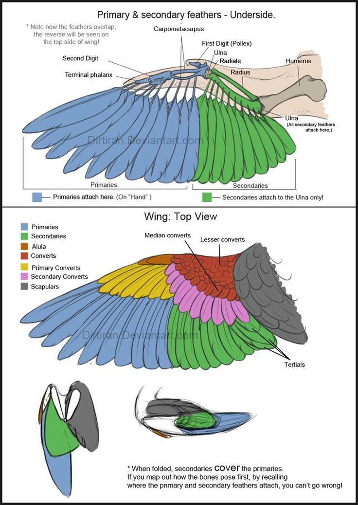 an image of different types of wings