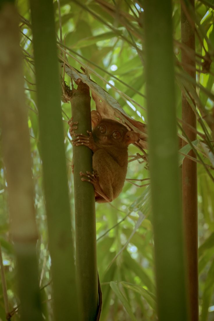 a small brown animal sitting on top of a bamboo tree