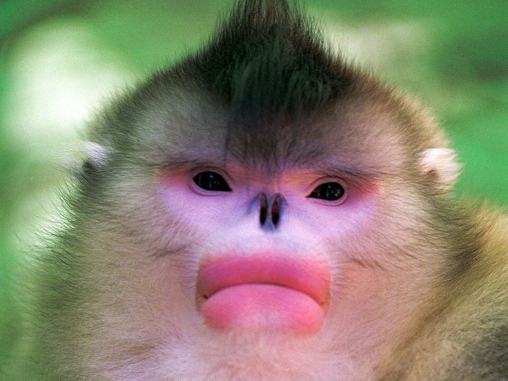 a close up of a monkey with its tongue out