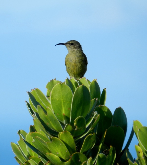 a small bird sitting on top of a green plant with blue sky in the background