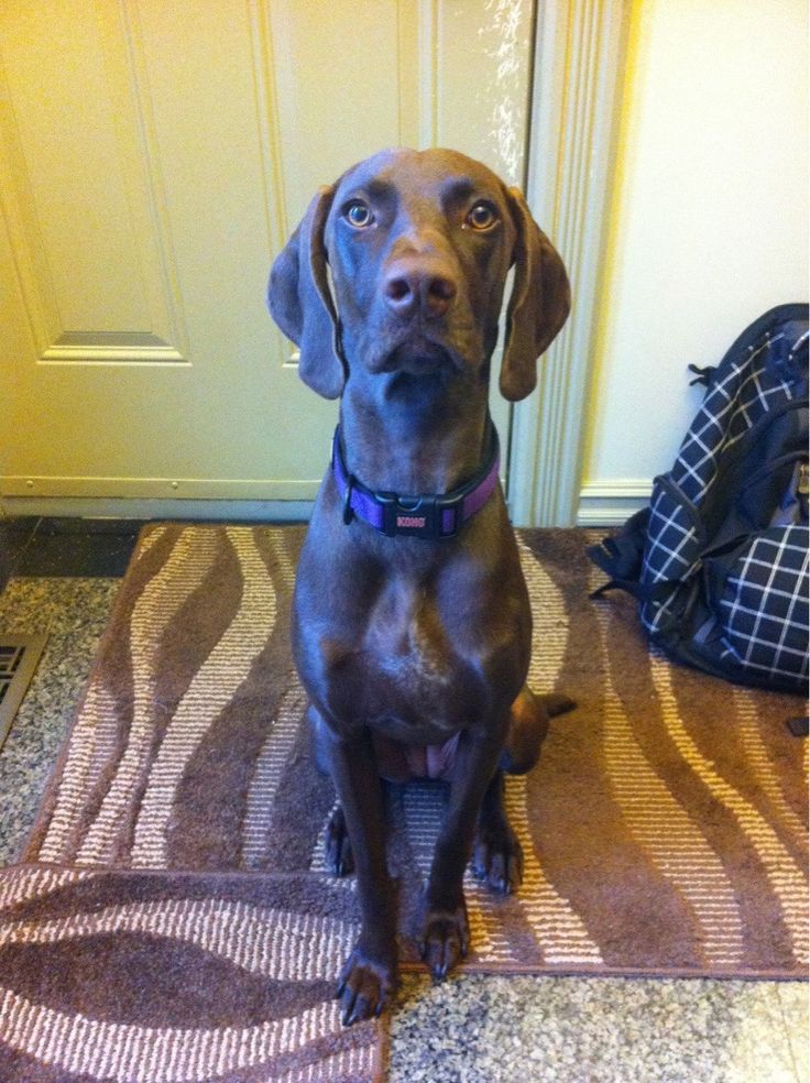 a brown dog sitting on top of a rug next to a white door with a pink collar