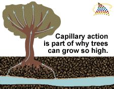 an image of a tree that is growing out of the ground with caption saying, capillary action is part of why trees can grow so high