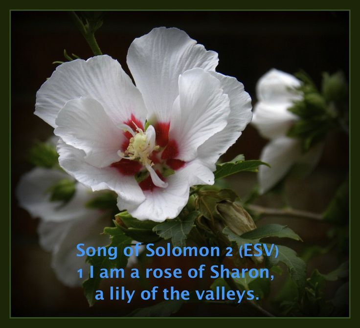 a white flower with the words song of solomon 2 esv i am a rose of sharon, a lily of the valleys