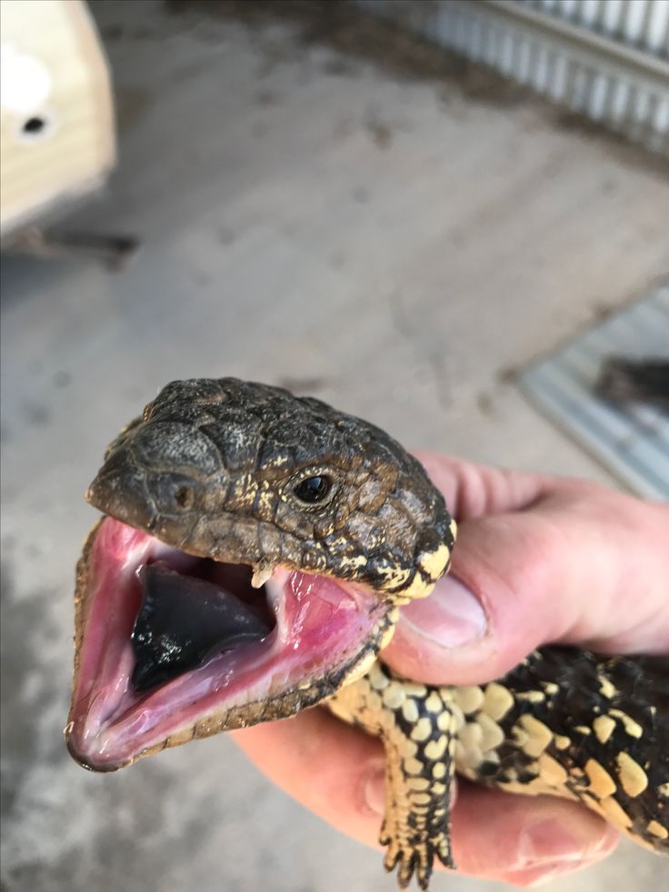 a person holding a small lizard with its mouth open and it's teeth wide open