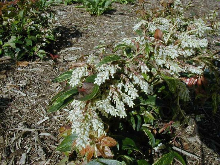 some white flowers and green leaves on the ground