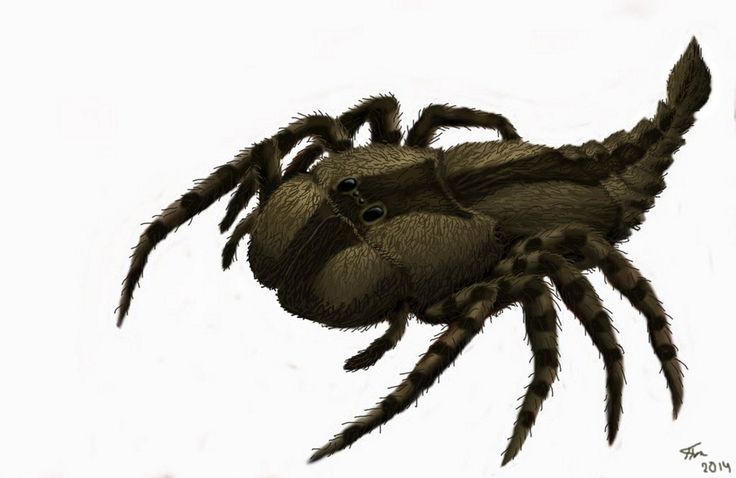 a drawing of a large spider on a white background with no image to it's right side