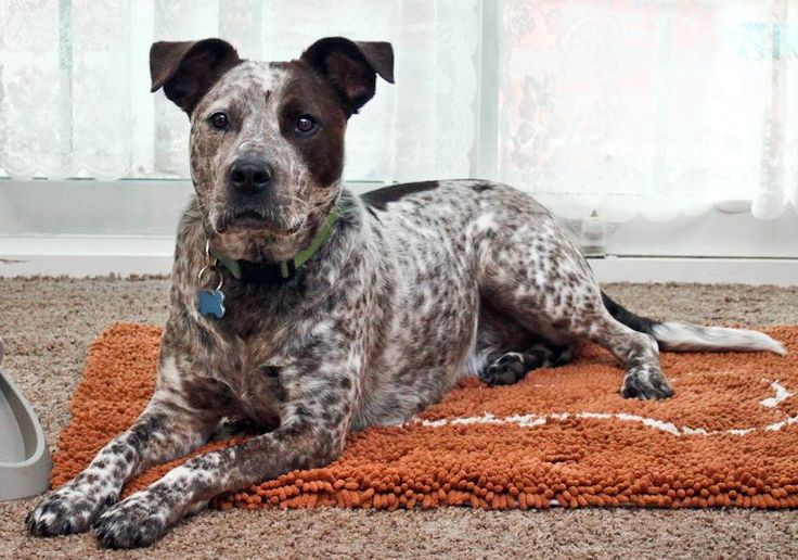 Australian Cattle Dog Pitbull Mix Puppy | Pitbull Mix Puppies, Cattle Dog, Cattle Dogs Mix