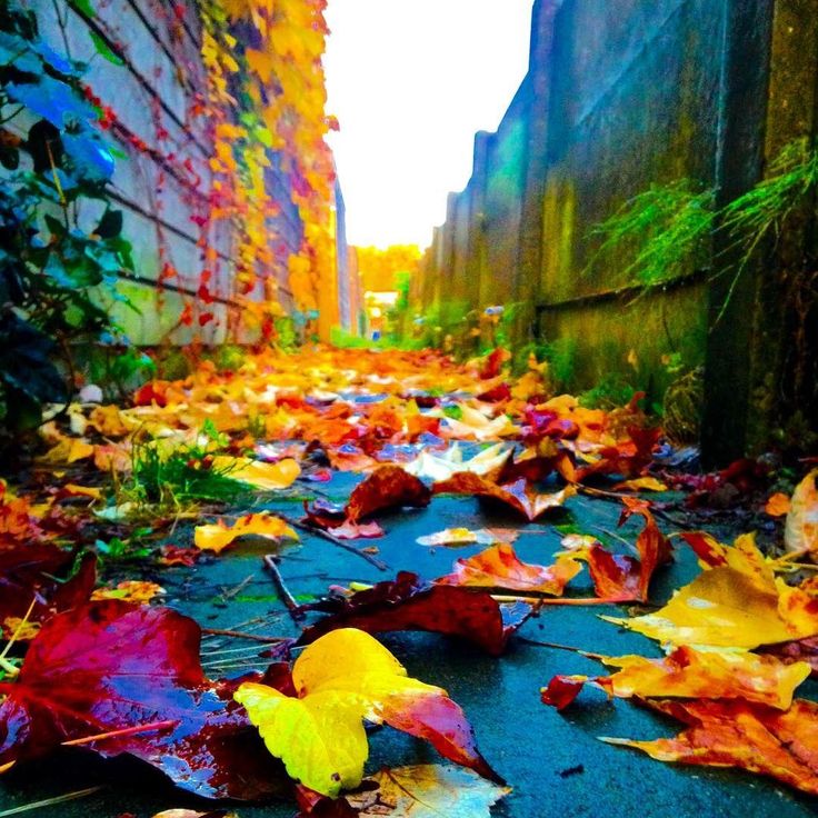 leaves on the ground in an alleyway with buildings and plants growing along the wall