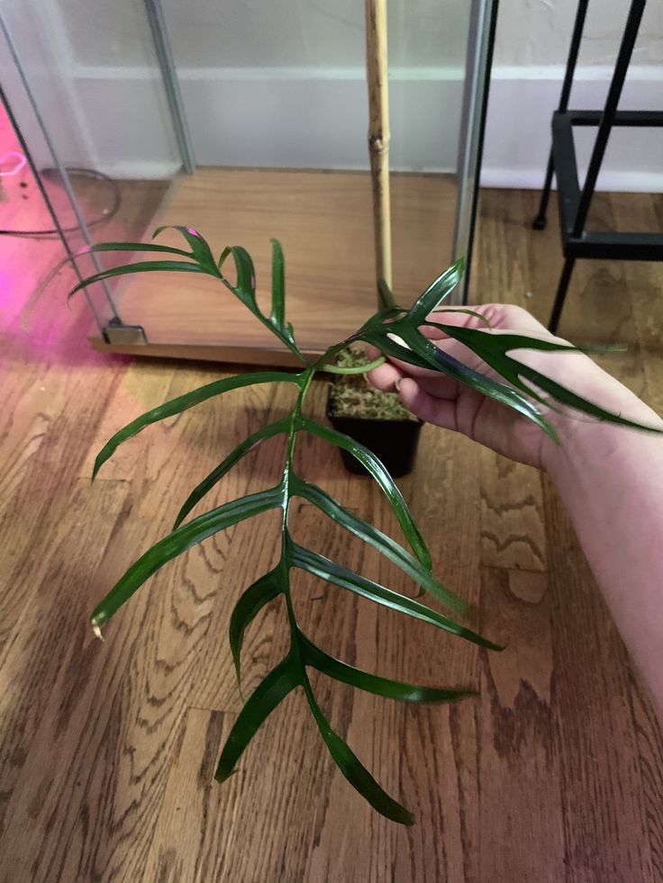 a person is holding a plant in front of a mirror on a wooden floor with pink lights