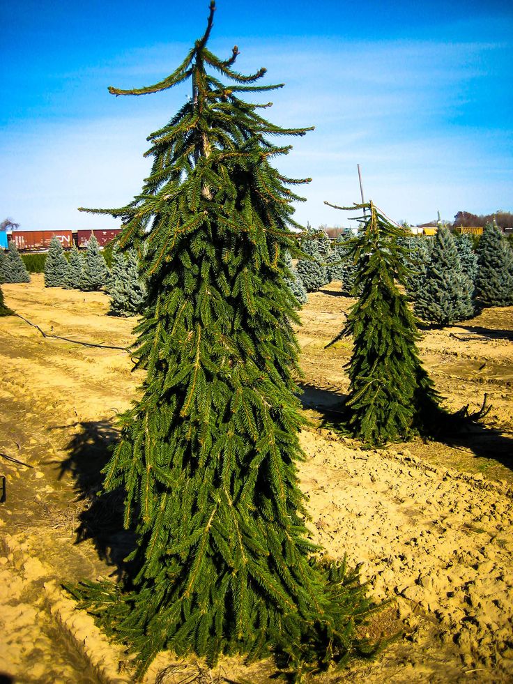 three evergreen trees are standing in the dirt