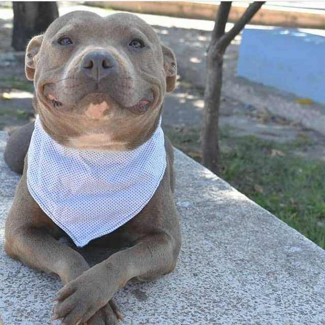 a brown dog with a white bandana sitting on top of a cement slab