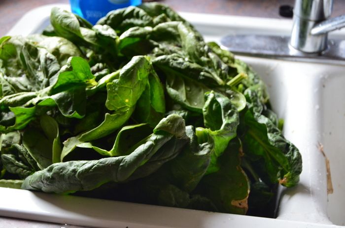 a pile of spinach sitting on top of a kitchen sink