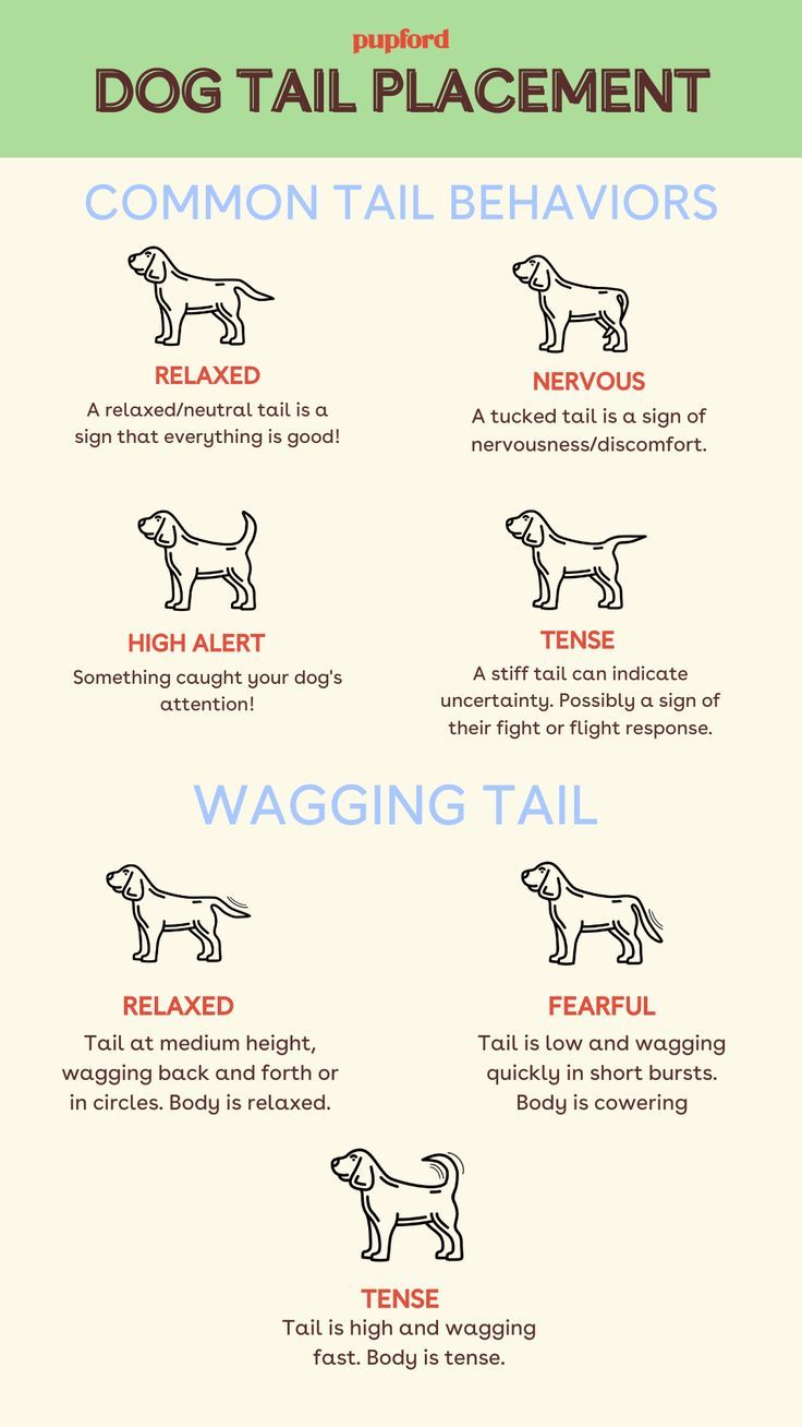 the different types of dogs that can be seen in this info sheet, including their names and