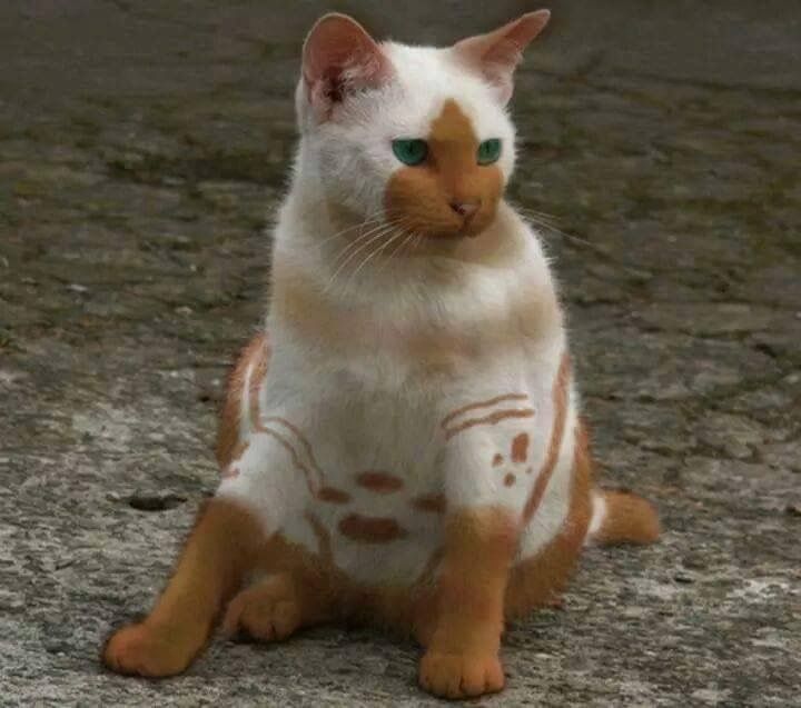 a white and brown cat sitting on the ground