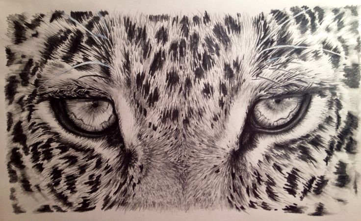 a pencil drawing of a tiger's face