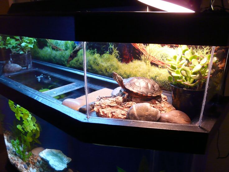 a turtle in an aquarium with plants and rocks around it's edges, looking at the camera