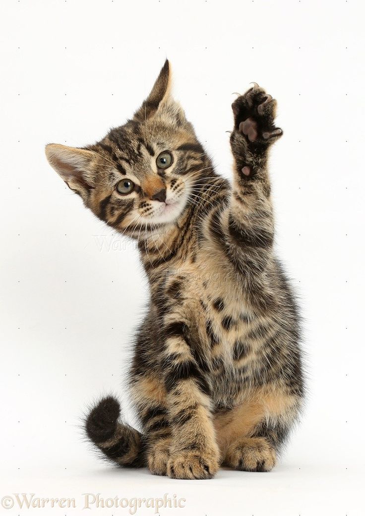 a small kitten standing on its hind legs with it's paw up in the air