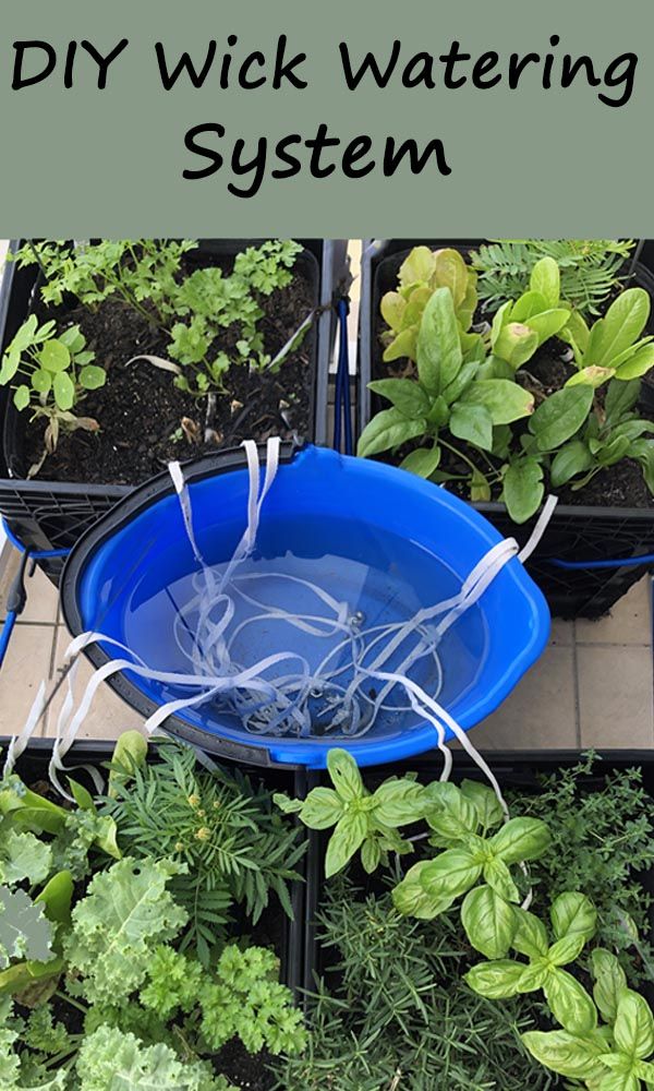 some plants and water in blue buckets on the ground with text overlay that reads diy wick watering system