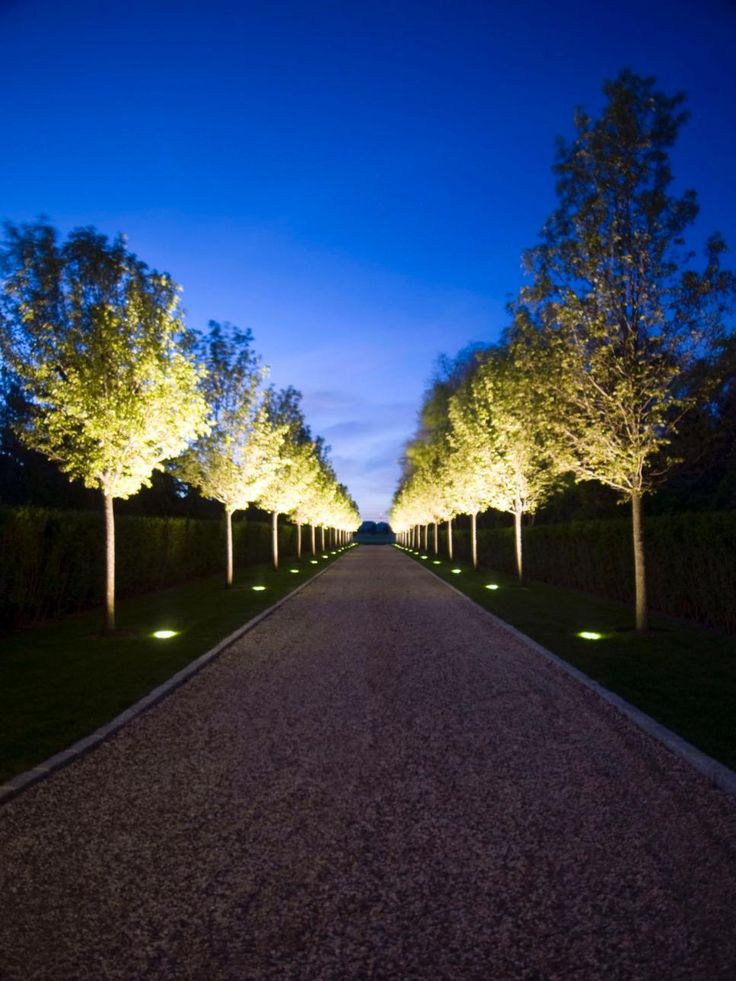 trees lined up along the side of a road with lights on them at night time