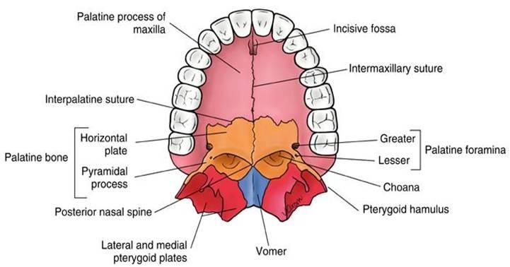 front Oral Cavity Anatomy, Palatine Bone, Study Exam, Tmj Relief, Cleft Lip And Palate, Cleft Palate, Skull Anatomy, Soft Palate, Cleft Lip