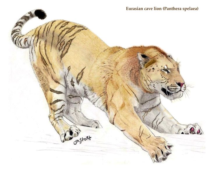 a pencil drawing of a tiger running