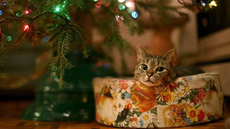 a cat sitting on top of a box under a christmas tree